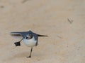 Comical Dancing Bird on Sand