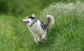 Comical dog is in outdoors. Happy Siberian Husky is running in a field