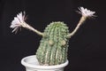 A Comical Echinopsis Cactus with Two Eyes and Two Arms made of the Flowers