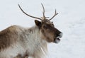Startled Elk in Montebello Quebec