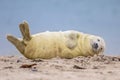 Comical Grey seal pup on beach Royalty Free Stock Photo