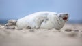 Comical laughing baby harbor seal Royalty Free Stock Photo