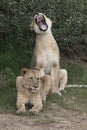 Comical lions at Shamwari game reserve in South Africa Royalty Free Stock Photo