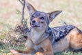 Comical Looking Black Backed Jackal Eating