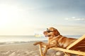 A comical moment of a funny looking dog wearing sunglasses lying on a sun lounger on the beach and drinking beer