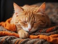 Funny fluffy ginger cat sleeping on orange blanket.
