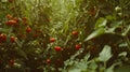 A comically oversized tomato garden stretches upwards like natural skyscrapers, each branch heavy with luminous red