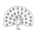 Peacock or Indian Peafowl with Fan Like Tail of Skull Comics Style Drawing Royalty Free Stock Photo