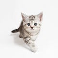 Coming kitten Royalty Free Stock Photo