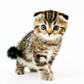 Coming kitten Royalty Free Stock Photo