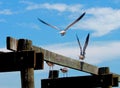 Coming in for a landing- Seagulls  land on old abandoned Jetty in the Gulf of Mexico Royalty Free Stock Photo