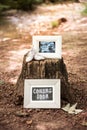 Coming Soon and Baby Ultrasound Photo Frames and Baby Shoes on Tree Trunk in Woods Royalty Free Stock Photo