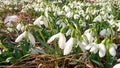 Closeup of snowdrop flowers in melting snow in spring morning time lapse