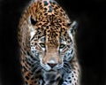 Leopard portrait Royalty Free Stock Photo