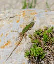Cominotto Maltese wall lizard Royalty Free Stock Photo