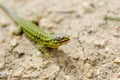 Cominotto Maltese wall lizard Royalty Free Stock Photo