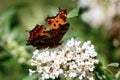 Comma Anglewing Butterfly