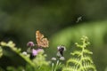 Comma or anglewings butterfly Royalty Free Stock Photo