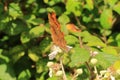 Comma on Bramble