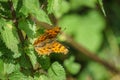 Comma Buterfly (Polygonia c-album), taken in the UK Royalty Free Stock Photo