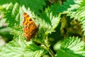 Comma Buterfly (Polygonia c-album), taken in the UK Royalty Free Stock Photo