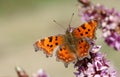 Comma butterfly Royalty Free Stock Photo