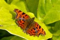 Comma Butterfly 15 Royalty Free Stock Photo
