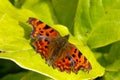 Comma Butterfly 15