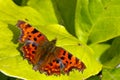 Comma Butterfly 16 Royalty Free Stock Photo