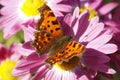 Comma butterfly Royalty Free Stock Photo