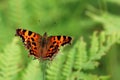 Comma butterfly Royalty Free Stock Photo