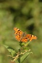 Comma butterfly Royalty Free Stock Photo