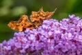 Comma butterfly abstract Royalty Free Stock Photo