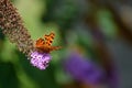Comma butterfly on Buddleia Royalty Free Stock Photo