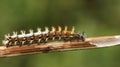 A Comma Butterfly Caterpillar Polygonia c-album perched on the stem of a plant. Royalty Free Stock Photo