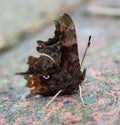 Comma butterfly Royalty Free Stock Photo