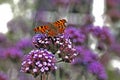 The Comma butterfly in a country cottage garden Royalty Free Stock Photo