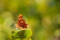 Comma butterfly with the distinctive white punctuation type mark on the underside of the hindwing. It is sitting on a leaf. Royalty Free Stock Photo