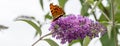 Comma butterfly feeding on purple Buddleia flower. Banner. Royalty Free Stock Photo