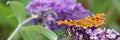 Comma butterfly feeding on purple Buddleia flower. Banner.