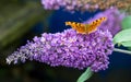 Comma butterfly feeding on purple Buddleia flower. Royalty Free Stock Photo