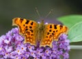 Comma butterfly feeding on purple Buddleia flower. Royalty Free Stock Photo