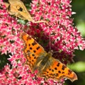 Comma butterfly feeding on Sedum