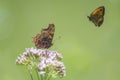 Comma butterfly and gatekeeper in flight Royalty Free Stock Photo