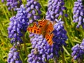 Comma Butterfly on Grape Hyacinths Royalty Free Stock Photo