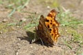 Comma Butterfly on ground Royalty Free Stock Photo