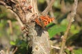 Comma Butterfly In The Hedgerow