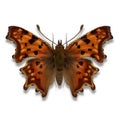 The anglewing butterfly illustration with orange and dark brown black from Europe