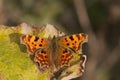 Comma butterfly Royalty Free Stock Photo