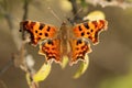 Comma butterfly Royalty Free Stock Photo